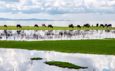 Buffalo eating grass in the meadow with water reflection, Phatthalung, Thailand 