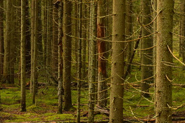 Wild dry without sunlight spruce forest on a summer morning