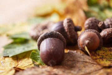 Thanksgiving Autumn Fall background