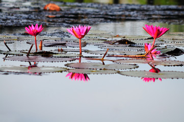 Water lily in the lake, Phathalung, Thailand