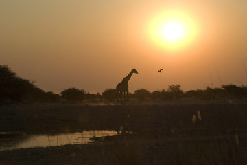 giraffa al tramonto