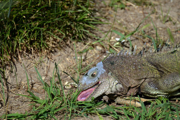 iguana