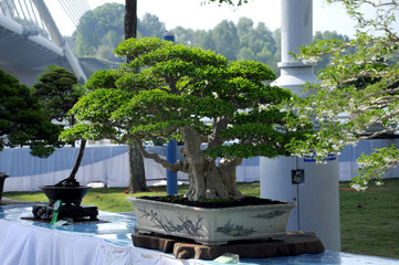 Bonsai tree display for public in Royal Floria Putrajaya garden in Putrajaya, Malaysia.