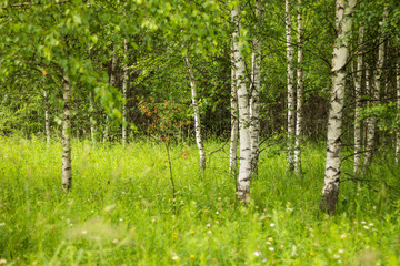 Birch trees in a grove