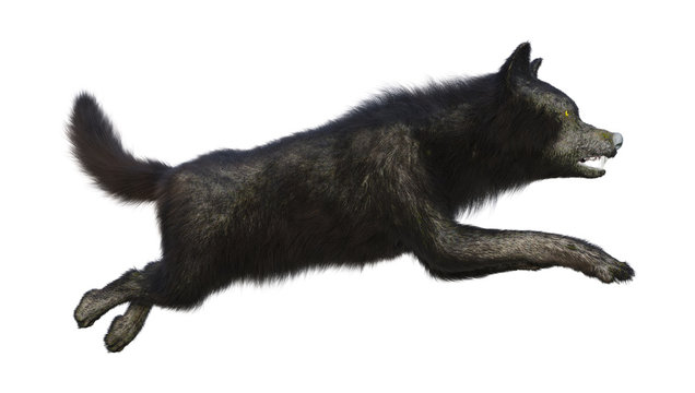 3D Rendering Black Wolf on White