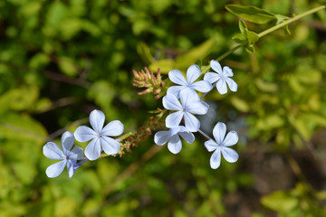 Blue plumbago