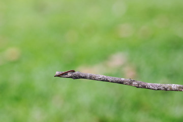 Leech climbing on the tree branch 