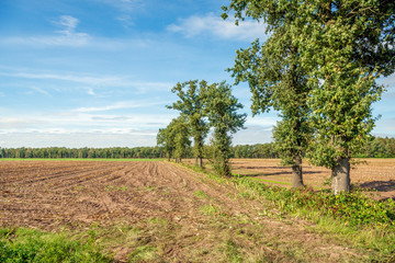 Obraz premium Row of narrow and tall oak trees next to a corn stubble field