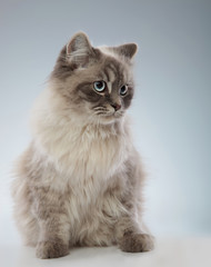 side view of a seated cat looking away