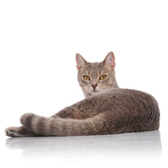 Obraz premium back view of cute grey metis cat lying
