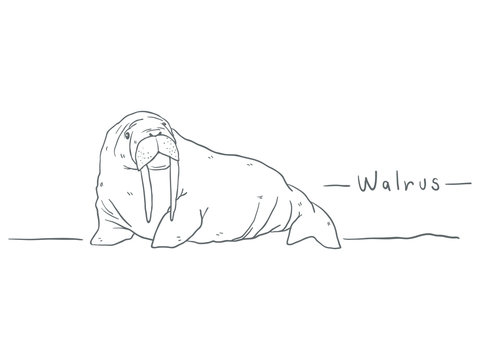 Walrus drawing cartoon doodle