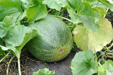 close-up of of ripening  melon  in the vegetable garden