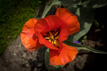 Netherlands,Lisse, a red flower with green leaves
