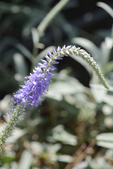 Spiked speedwell