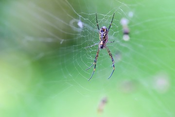 Golden Orb Web Spider on web, Brisbane, Australia 
