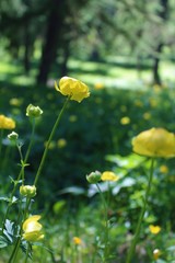 Obraz premium The yellow king