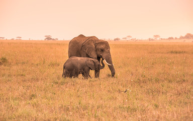 Fototapeta na wymiar Parent African Elephant with his young baby Elephant in the savannah of Serengeti at sunset. Acacia trees on the plains in Serengeti National Park, Tanzania. Wildlife Safari trip in Africa.