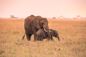 Naklejka na ściany i meble Parent African Elephant with his young baby Elephant in the savannah of Serengeti at sunset. Acacia trees on the plains in Serengeti National Park, Tanzania. Wildlife Safari trip in Africa.