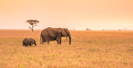 Naklejka na ściany i meble Parent African Elephant with his young baby Elephant in the savannah of Serengeti at sunset. Acacia trees on the plains in Serengeti National Park, Tanzania. Wildlife Safari trip in Africa.
