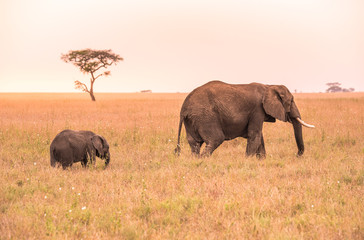 Parent African Elephant with his young baby Elephant in the savannah of Serengeti at sunset. Acacia trees on the plains in Serengeti National Park, Tanzania. Wildlife Safari trip in  Africa.