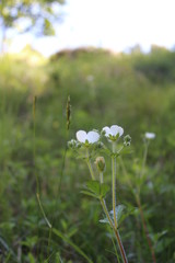 Obraz premium The little savage