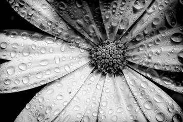 Osteospermum petals black and white with water