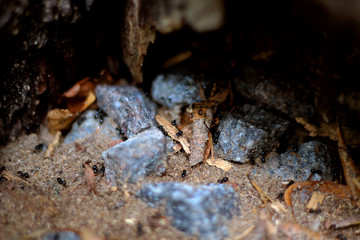 Ants closeup