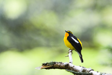 キビタキ雄(Narcissus Flycatcher)