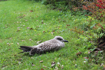 Young silver gull