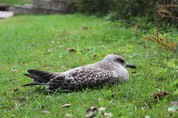 Young silver gull