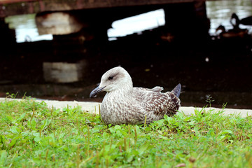 Young silver gull