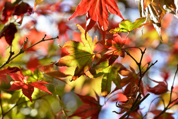 beautiful red foliage of a maple in autumn