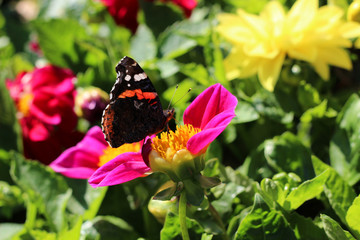 Red admiral butterfly