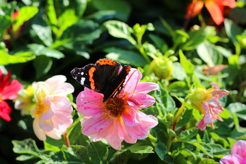 Red admiral butterfly