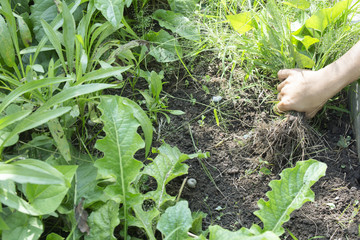 Naklejka na ściany i meble Close up of female hands pull out weeds from ground garden.