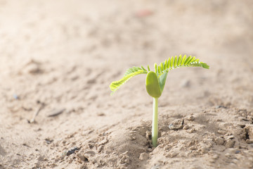 Young plant growing on drought.