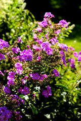 Obraz premium Phlox flowers