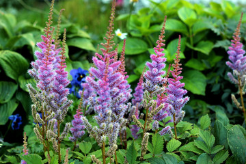 Astilbe flowers