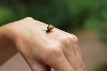 Snail on the hand