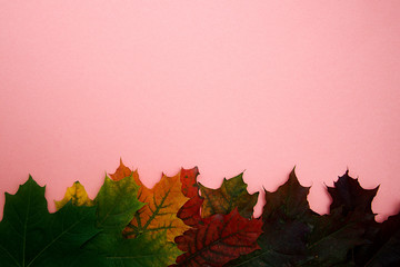 colored maple leaves lie on a pink background, top view