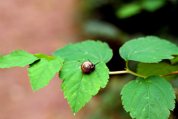 Snail and leaves