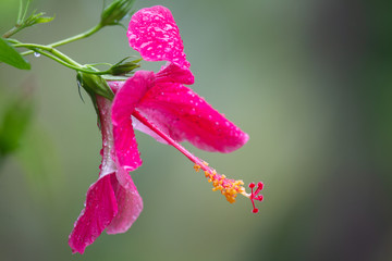 Pinke Hibiskusblüte im Regen auf Praslin, Seychellen. © DirkR