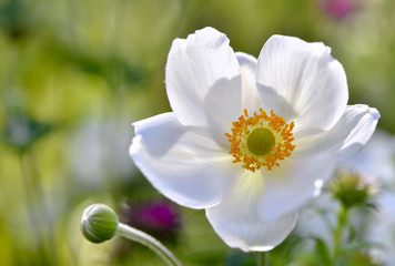 closeon white windflower in greean background