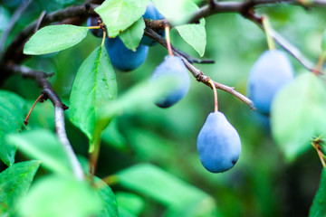 Plum tree with juicy fruits on sunset light