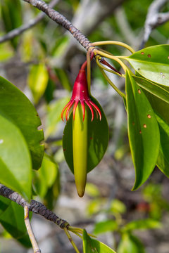 Frucht des Mangrovenbaums Large-Leafed Orange Mangrove (Bruguiera gymnorhiza) auf Curieuse, Seychellen.