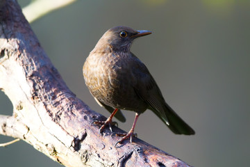 Weibliche Amsel (Turdus merula) im Naturschutzgebiet Mönchbruch bei Frankfurt, Deutschland.