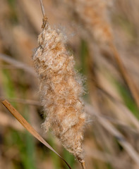 Bull Rush Weed