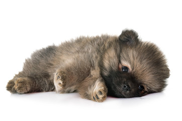 Obraz premium puppy pomeranian in studio