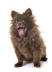 puppy pomeranian in studio