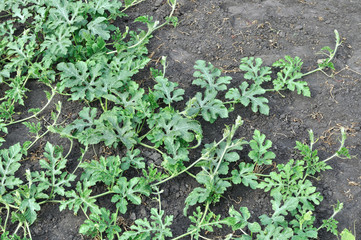 plantation of growing watermelon
